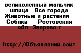 великолепный мальчик шпица - Все города Животные и растения » Собаки   . Ростовская обл.,Зверево г.